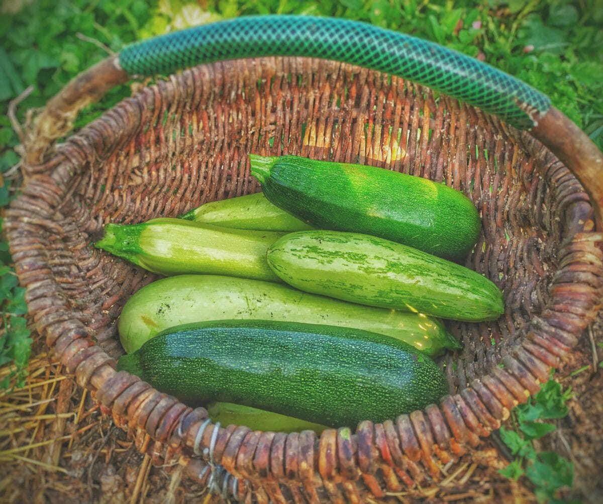 fresh zucchinis in a basket